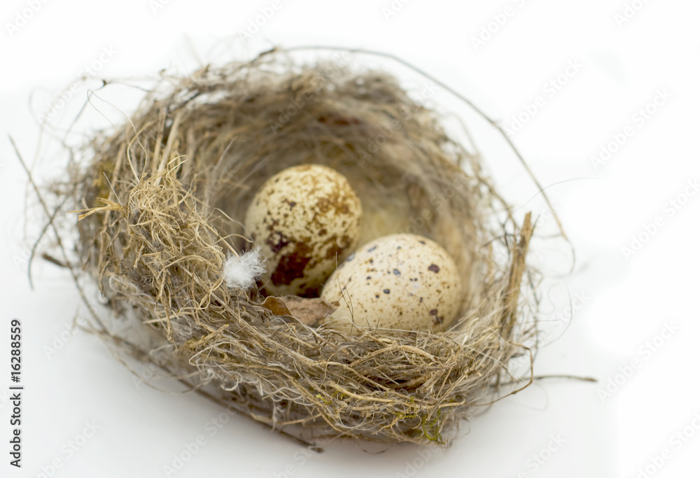 Obraz premium bird's nest