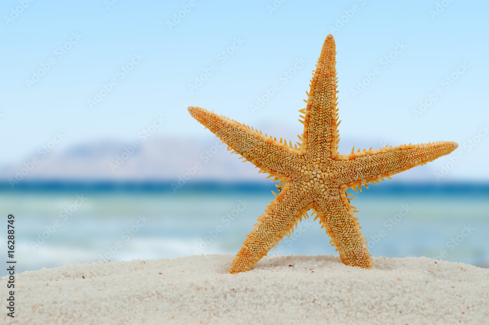 Starfish on the beach