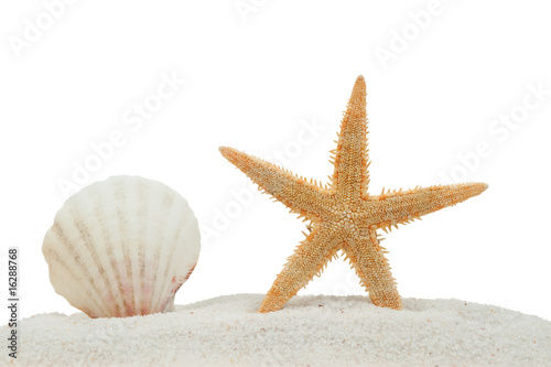 sea shell and starfish on sand isolated