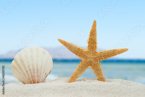 Sea shell and starfish on the beach