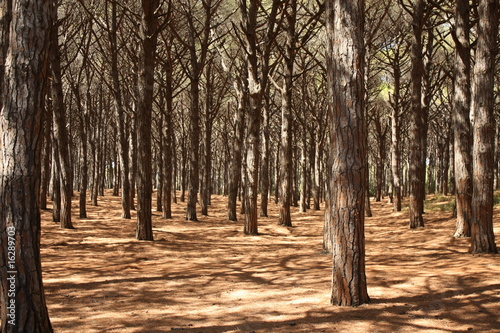 Pine trees