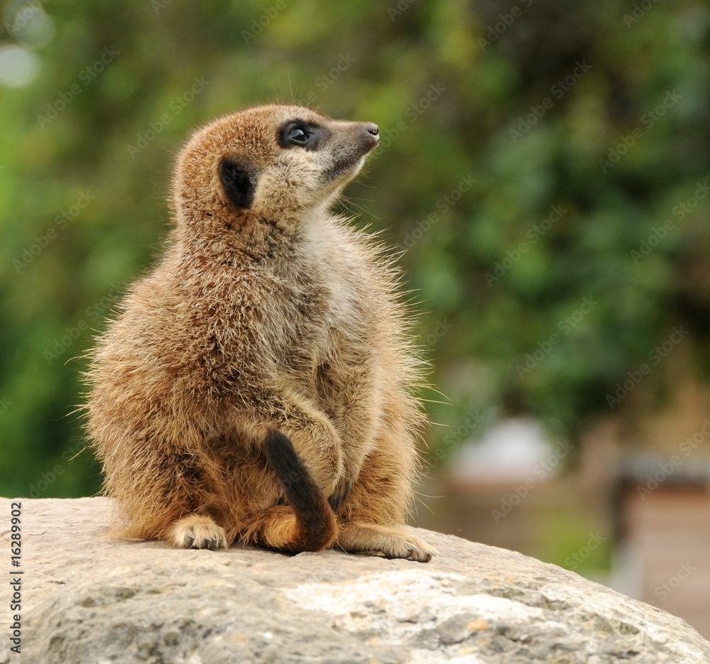 Fototapeta premium Young meerkat