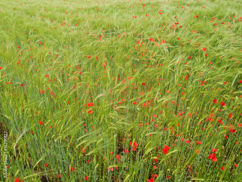 Fresh young barley field