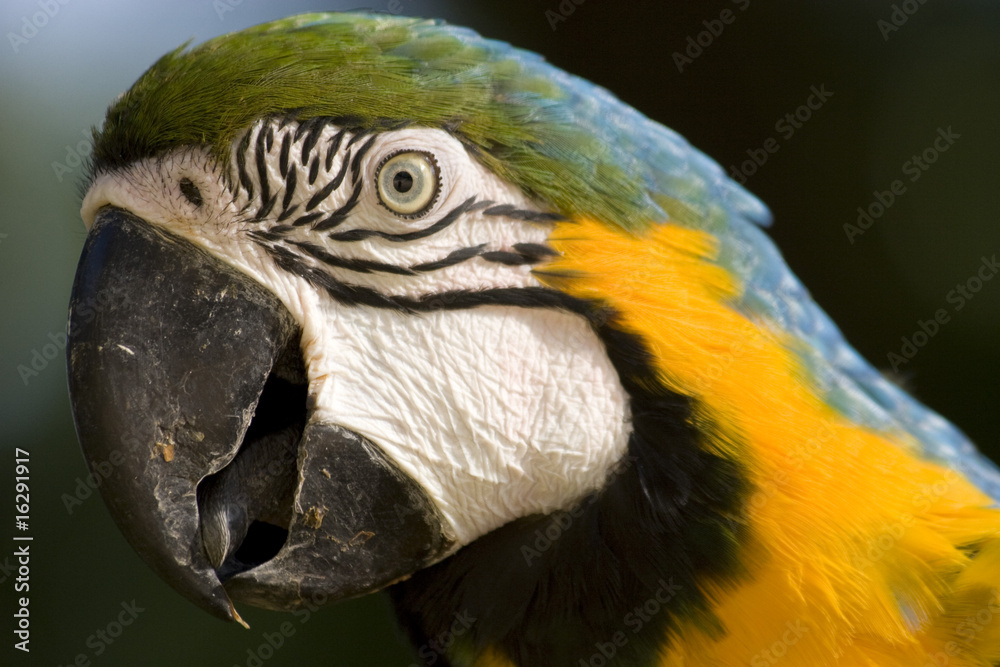 Beautiful Macaw Parrot, Guacamaya, Ara ararauna portrait in the wild, Yumka Park, Mexico, Tabasco, Villahermosa Beautiful Macaw Parrot, Guacamaya, Ara ararauna portrait in the wild, Yumka Park, Mexico, Tabasco, Villahermosa