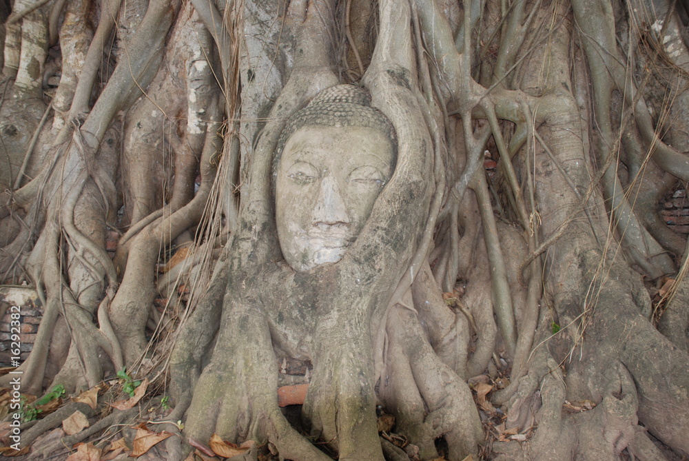 The head of Buddha statue in the tree