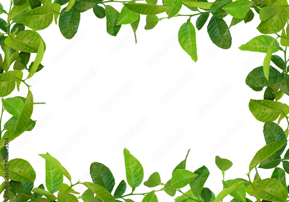 green leaves frame green leaves frame