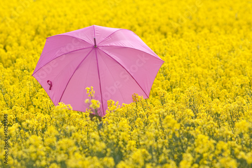 Pink in yellow field