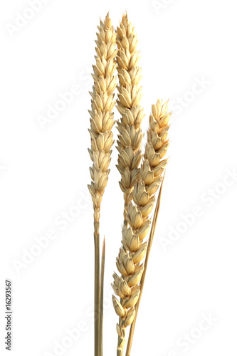 épis de blé