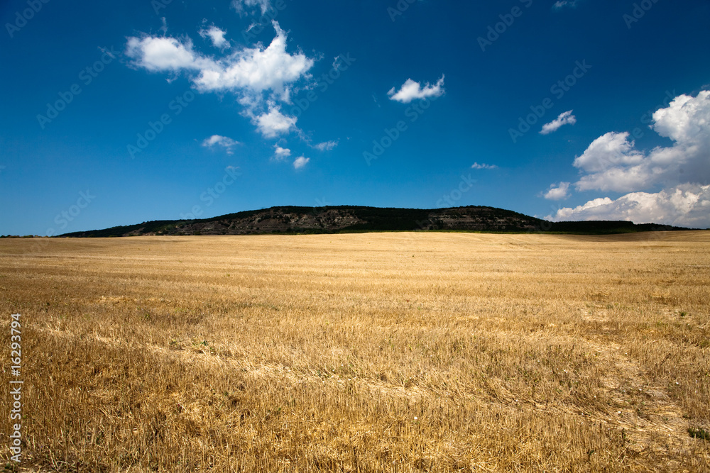 Wheat field stubble