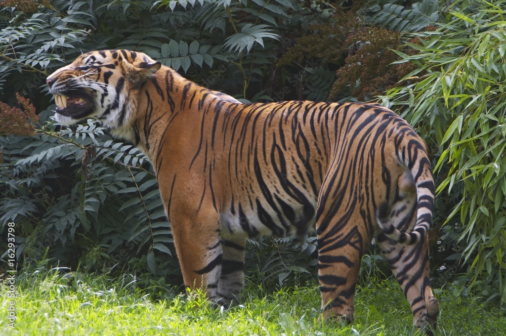 Obraz premium Sumatran tiger