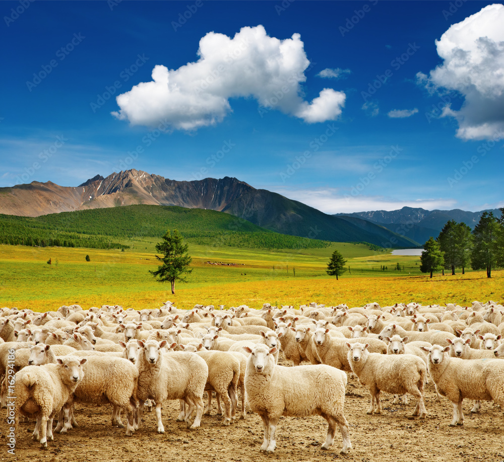 Fototapeta premium Herd of sheep