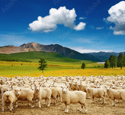 Obraz na plátně Herd of sheep