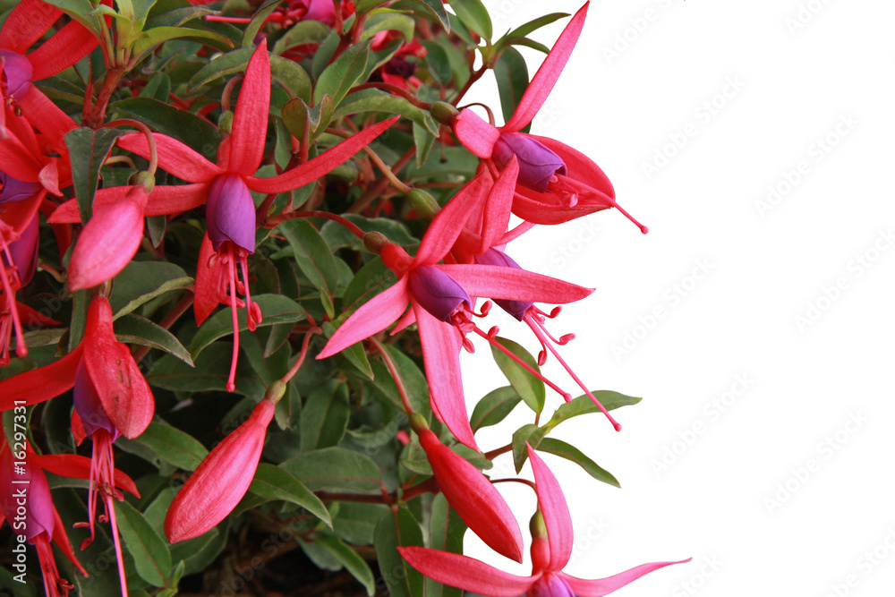 fuchsia 13