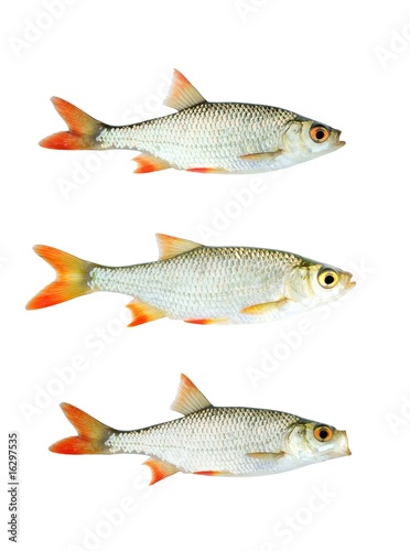 Fresh red-eye fish collection isolated
