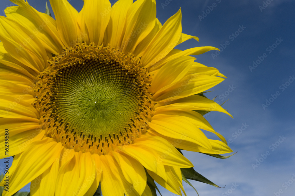 Sonnenblume Sonnenblume