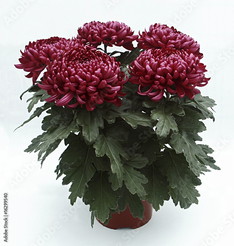 Chrysanthème grosses fleurs-pot photo