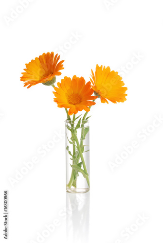Flower in a vase © Alexandr Vasilyev