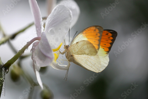 Anthocharis cardamin (Orange Tip) on a orchid 10