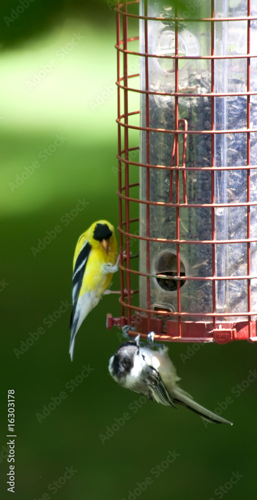 Fototapeta premium American Goldfinch on a birdfeeder