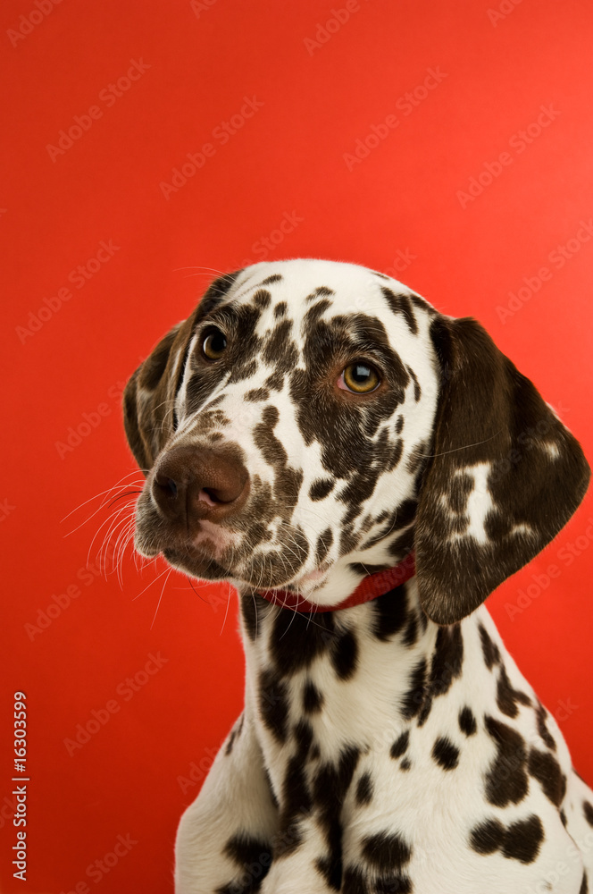Dalmatian Puppy on a red background