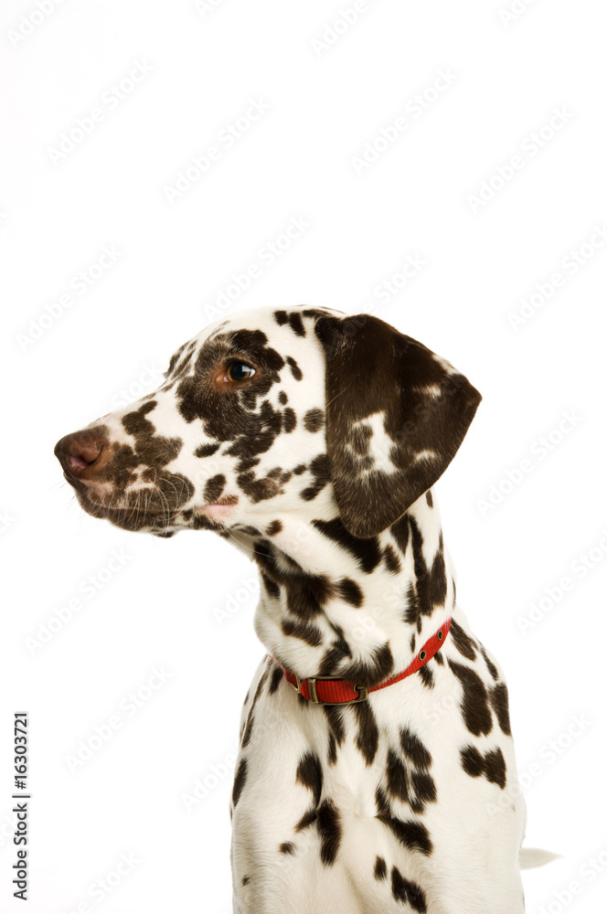 Dalmatian Puppy isolated on a white background