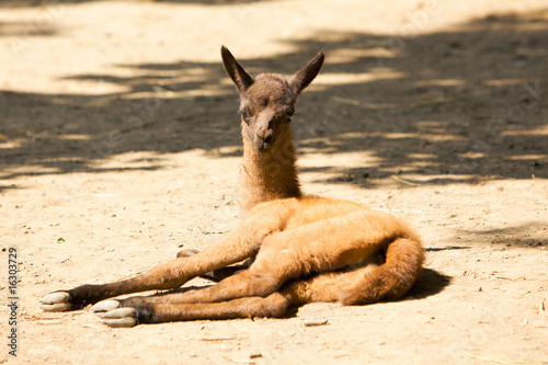 Photos Baby of Llama Guanaco lying