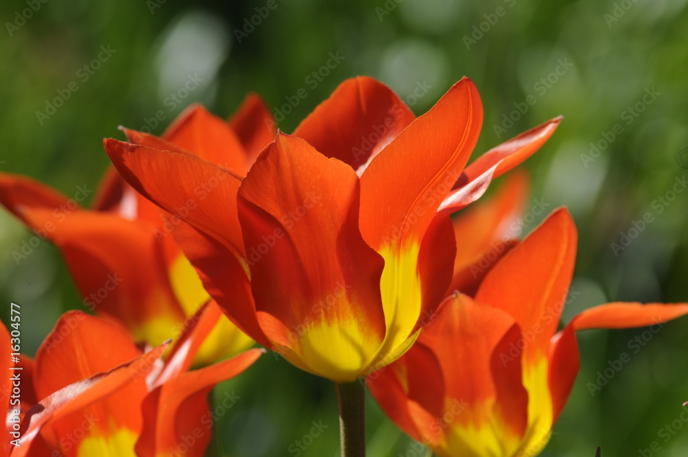 Tulpen Tulpen