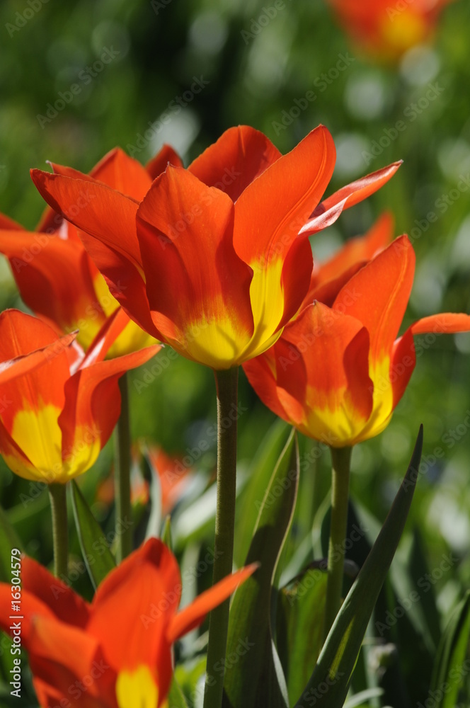 Tulpen Tulpen