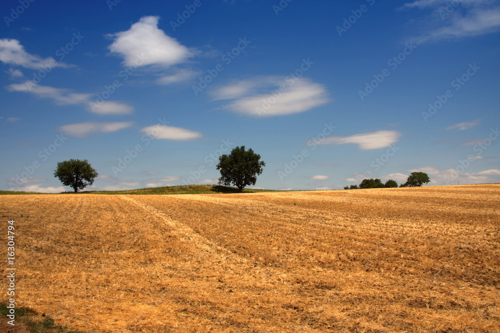 Wide field with old trees,dordogne,france