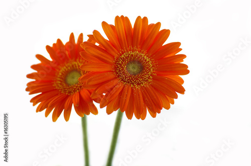 Two orange daisies