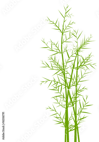 Bamboo, green vector bamboo background