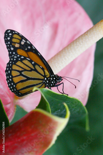 Danaus plexippus - Monarch butterfly 3 photo