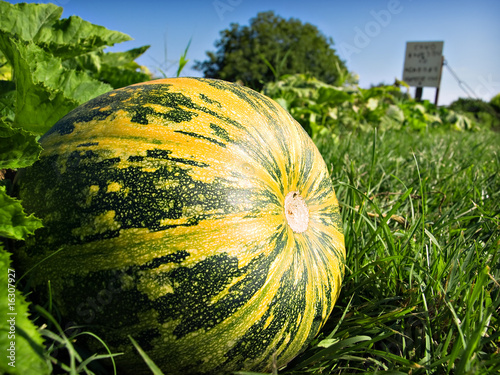 Watermelons in field