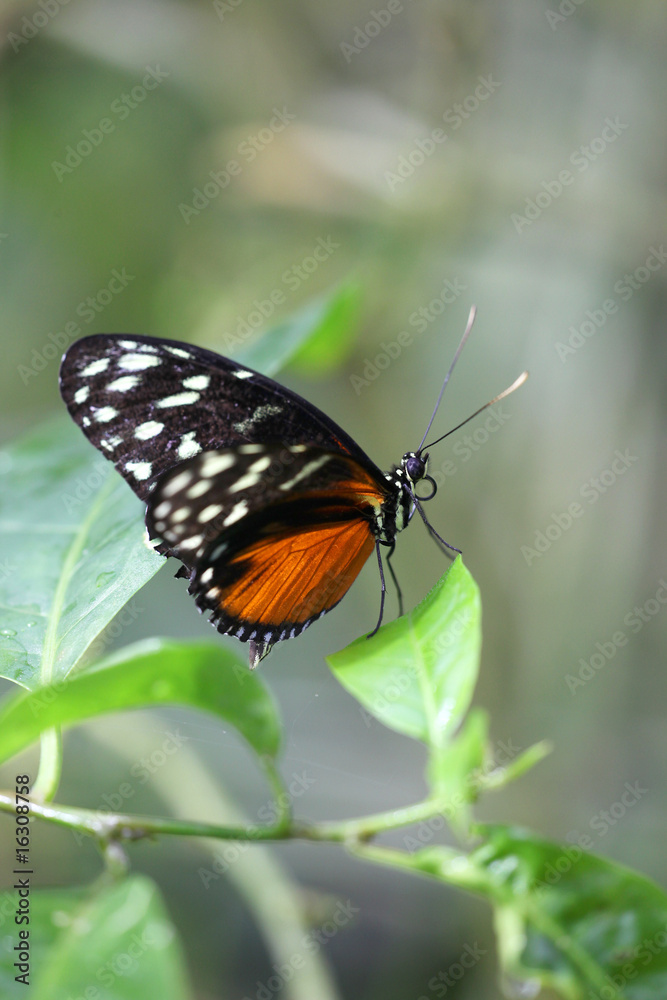 Heliconius hecale - Tiger Longwing 12 Heliconius hecale - Tiger Longwing 12