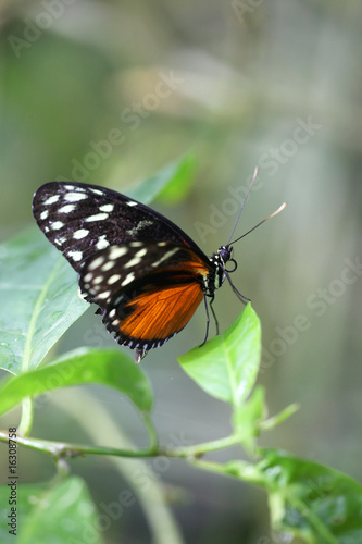 Heliconius hecale - Tiger Longwing 12 © Alessandro Laporta
