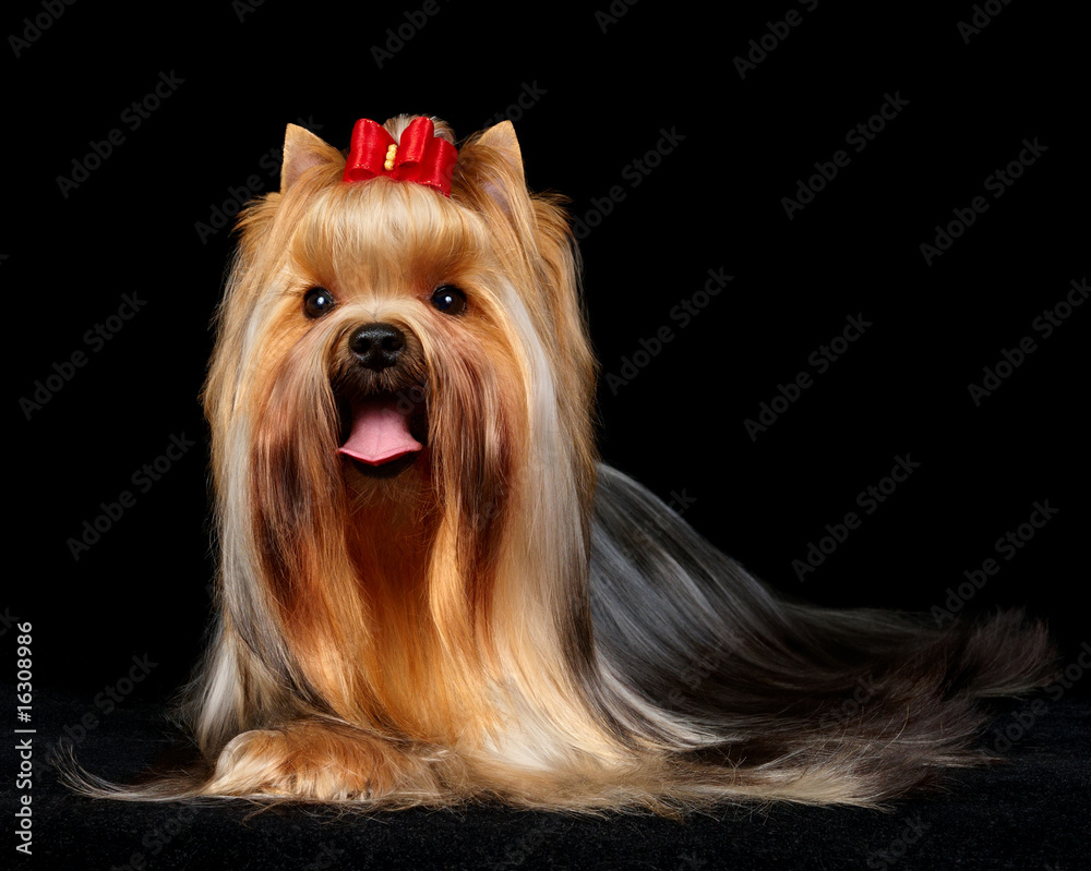 Naklejka premium The Yorkshire Terrier on black background