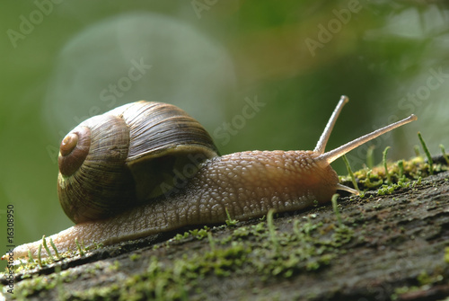 (Helix pomatia) edible snail macro