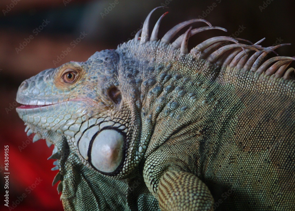 Obraz premium iguane