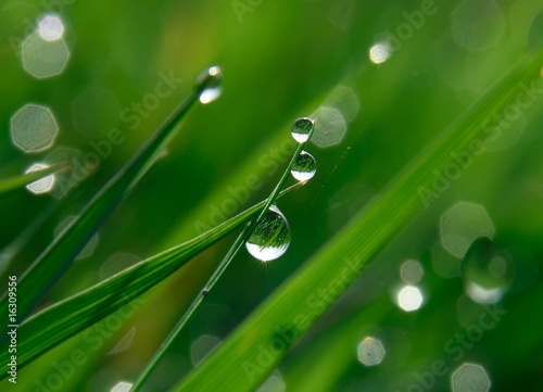 dew