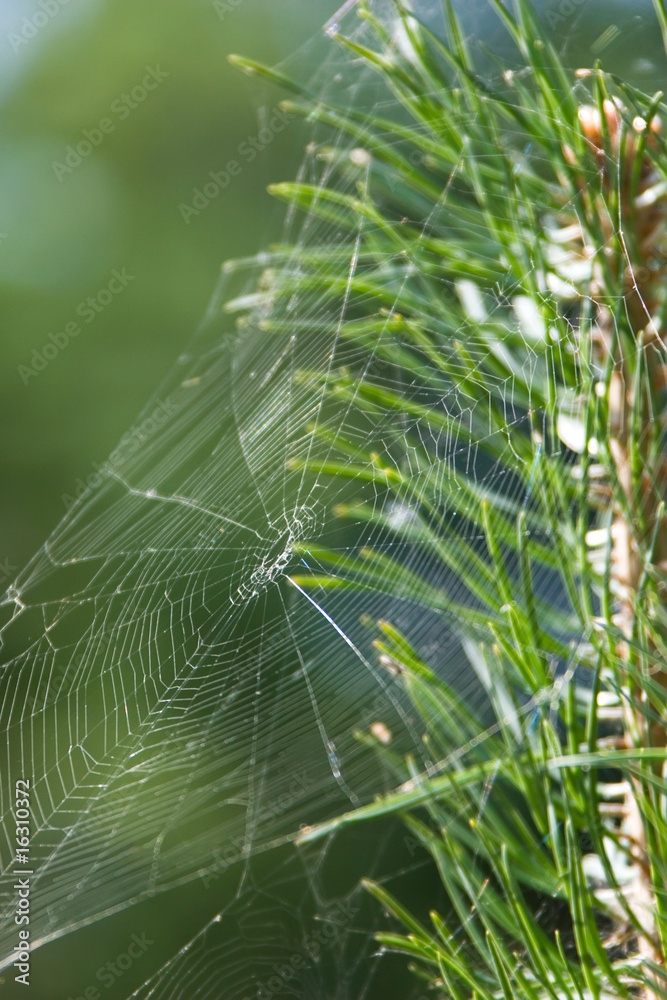 cobweb