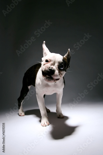 Puppy French Bull Dog Making a funny face © Donald Bowers