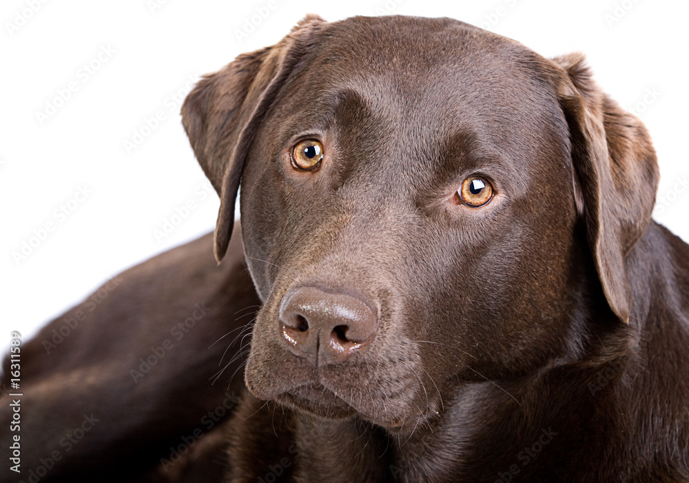 Close Up Shot of a Handsome Chocolate Labrador against White