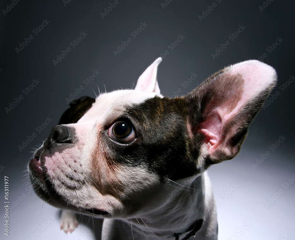 Puppy French Bull dog Close up