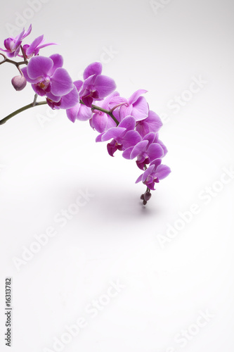 Orchids on White background