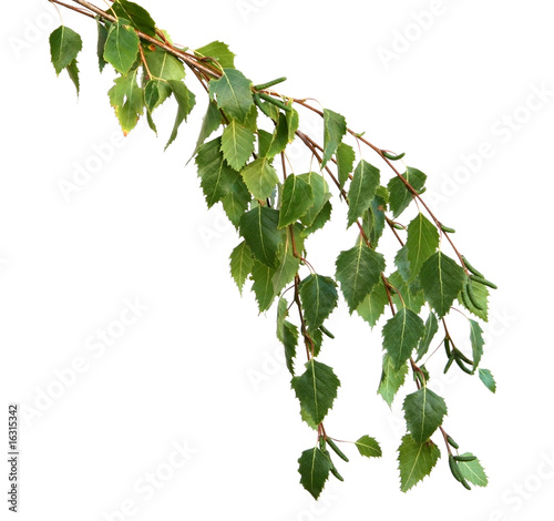 Silver Birch Leaves
