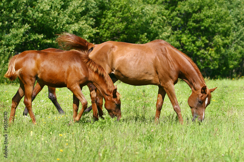 mare and foal