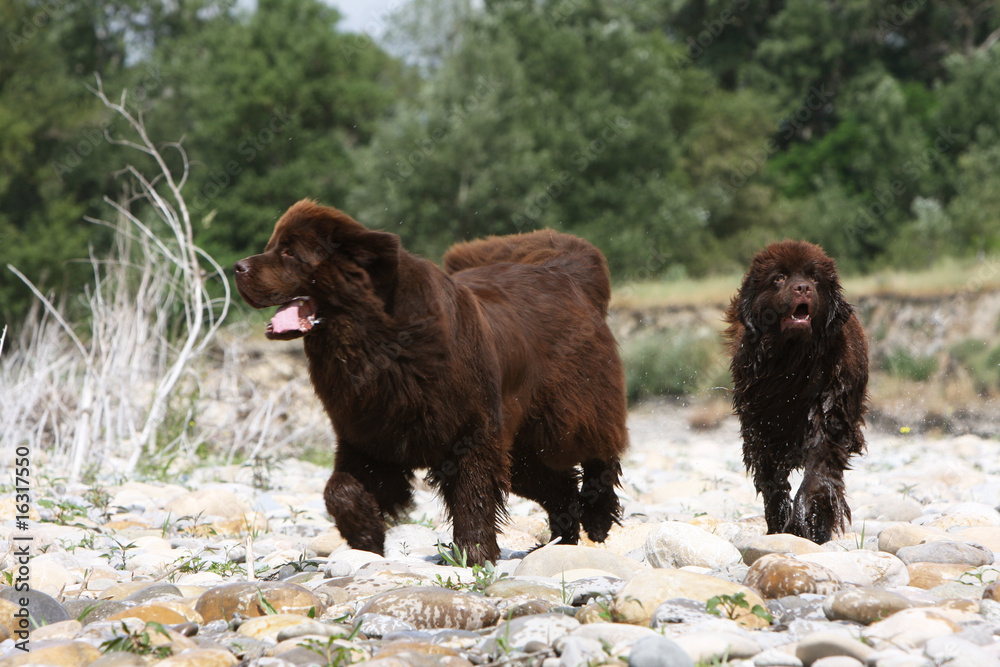 deux terre-neuve marron se promènent près d'une rivière deux terre-neuve marron se promènent près d'une rivière