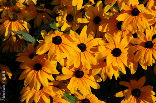 golden yellow daisies