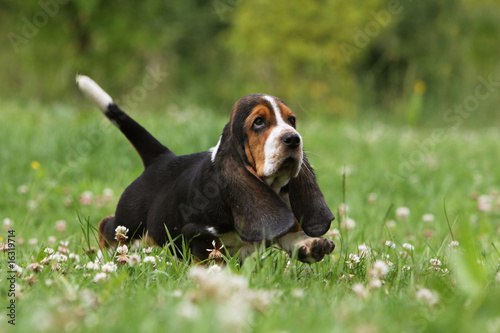 chiot basset hound courant dans les champs. peureux