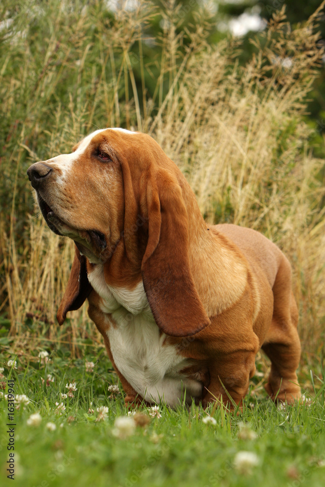 l'élégance du basset hound de face en campagne .fier et droit l'élégance du basset hound de face en campagne .fier et droit